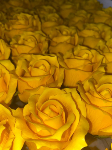 v8_9CFF_15e